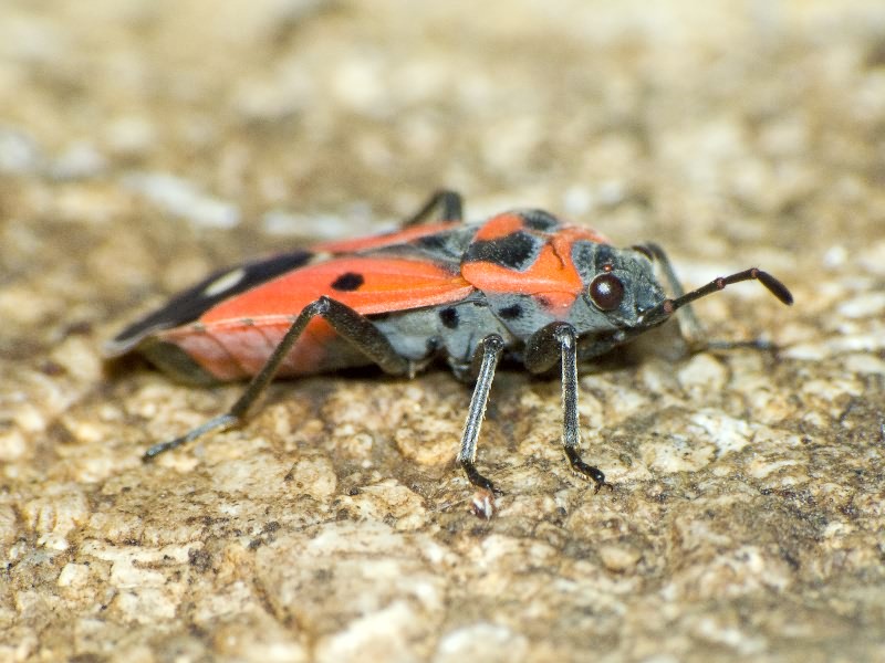 Melanocoryphus albomaculatus (Goeze, 1778)
